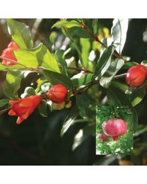 DIRECT SALE - Fruit Trees - Patio Pomegranate Provence - 1 Tree