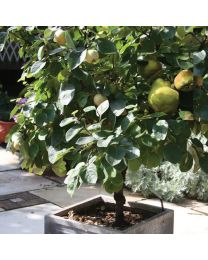 DIRECT SALE - Fruit Trees - Patio Quince - 1 X 4.5 Litre Pot