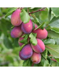 DIRECT SALE Fruit Trees - Plum Victoria - 1 Tree Bare Rooted