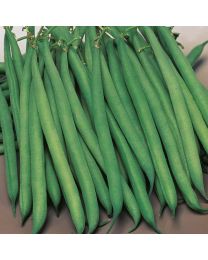 Dwarf French Bean Safari 12 Plants - MAY DELIVERY