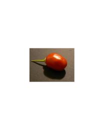 Ecuadorian Red Pepper For Hell - 10 X Pepper Seeds