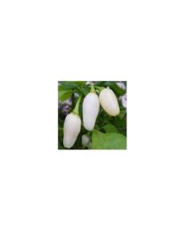 Fatalii White - 10 X Pepper Seeds