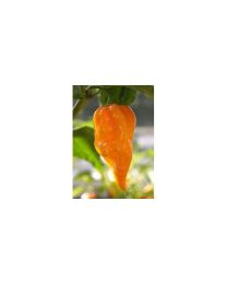 Fatalii Yellow - 10 X Pepper Seeds