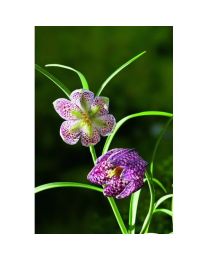 FRITILLARY (Fritillaria Meleagris) P Bulb