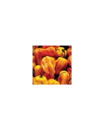 Habanero Golden - 10 X Pepper Seeds