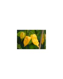 Habanero Hot Lemon - 10 X Pepper Seeds