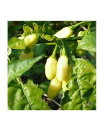 Habanero Ivory - 10 X Pepper Seeds