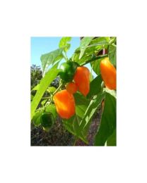 Habanero Mexican Orange - 10 X Pepper Seeds