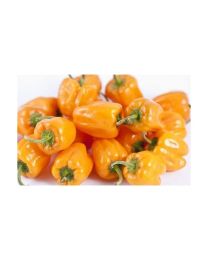 Habanero Naranja Picante - 10 X Pepper Seeds