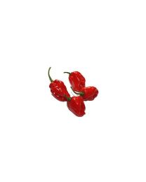 Habanero Red - 10 X Pepper Seeds