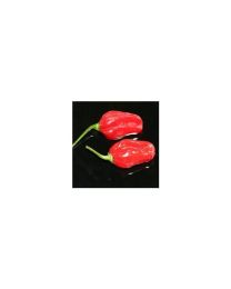 Habanero Senegal Red - 10 X Pepper Seeds