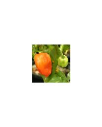 Habanero Vietnam - 10 X Pepper Seeds