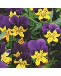 HEARTSEASE Or WILD PANSY (Viola Tricolor)