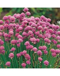 Herb Chives Perennial
