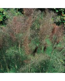 Herb Fennel Bronze Perennial