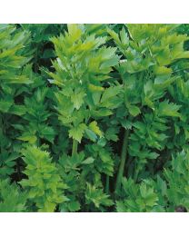 Herb Lovage Perennial
