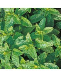 Herb Mint Green Perennial