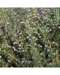 Herb Rosemary Perennial