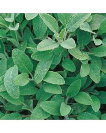 Herb Sage Perennial