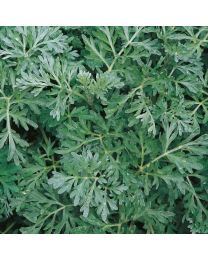 Herb Wormwood Perennial