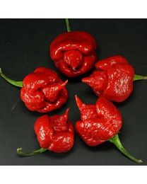 JAFSH Red - 10 X Pepper Seeds