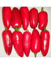 Jalape~A+/-o Conchos - 10 X Pepper Seeds