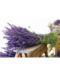 LAVENDER 0,1gr - Bio Aromatic Seeds Seeds By Sementi Dotto