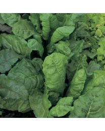 Leaf Beet Perpetual Spinach (Award Of Garden Merit)