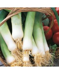 Leek Musselburgh 24 Plugs - MAY DELIVERY