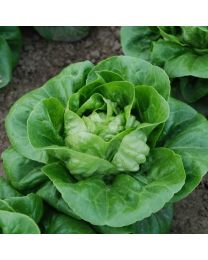 Lettuce Maureen (Little Gem Type) - ORGANIC SEED