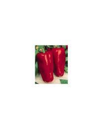 MARCONI RED PEPPER - Bio Garden Seeds By Sementi Dotto