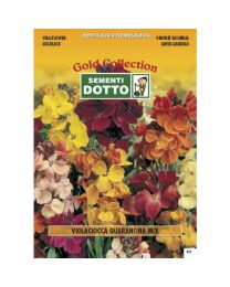 Matthiola Quarantine Stock Mix - Gold Seeds By Sementi Dotto