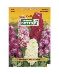 Matthiola Violaciocca Stock Mix - Gold Seeds By Sementi Dotto