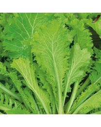 Mustard Greens Southern Giant