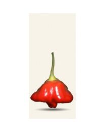 Nepalese Bell - 10 X Pepper Seeds