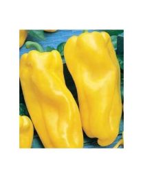 Nocera Yellow - 10 X Pepper Seeds