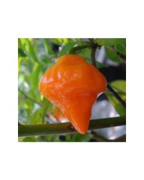 Orange Lantern - 10 X Pepper Seeds