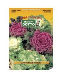 Ornamental Cabbage Mix - Gold Seeds By Sementi Dotto
