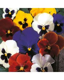 Pansy Swiss Giant Blended Mixture - Made Up Of 9 Colours