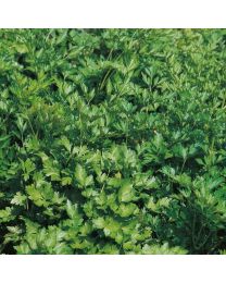 Parsley Plain Or French