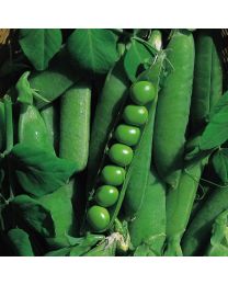 Pea Onward - 12 Plants - MAY DELIVERY
