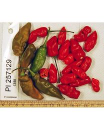 PI-257129 Chilli - 10 X Pepper Seeds