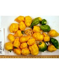PI-257176 Chilli - 10 X Pepper Seeds