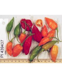 PI-439437 Chilli - 10 X Pepper Seeds