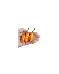 Pickersgill\'s Orange - 10 X Pepper Seeds