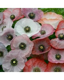 Poppy Mother Of Pearl