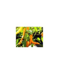 Portokolova Fifironka - 10 X Pepper Seeds