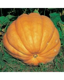 Pumpkin Dills Atlantic Giant
