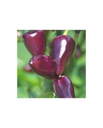 Purple Jalape~A+/-o - 10 X Pepper Seeds