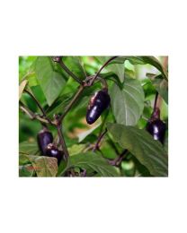Purple Serrano - 10 X Pepper Seeds